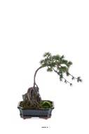 Bonsaï Pinus factice, en pot céramique noir et finition mousse des bois H 40 cm