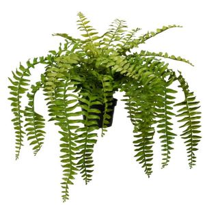 Fougère Aspsie factice en pot H 30 cm, D 40 cm