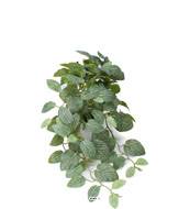 Fittonia factice en pot, feuillage retombant L 50 cm