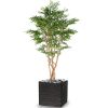 Acacia factice 5 Troncs Naturels H 180 cm D 100 cm dans un pot