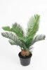 Palmier Cycas factice dans un pot H 35 cm magnifique