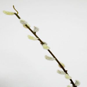 Branche de 22 chatons de saule artificiels H 87 cm superbe