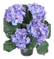 Hortensia en pot factice leste H 40 cm 5 superbes tetes Bleu royal