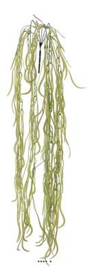 Hoya factice en chute L 90 cm  5 ramures en plastique Vert pomme