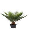 Plante verte, plamier cycas factice en pot, H 60 cm, D 60 cm