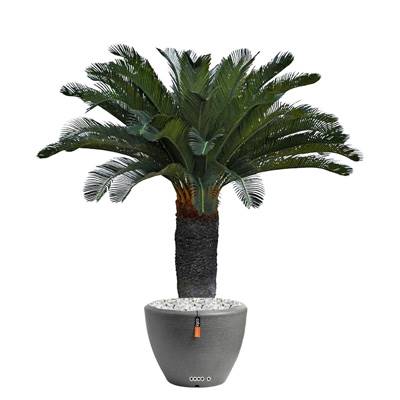 Palmier factice Cycas en pot H 90 cm Vert