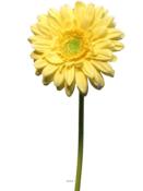 Gerbera factice sur tige H 48 cm, Jaune